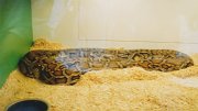 017-A Lazy Python